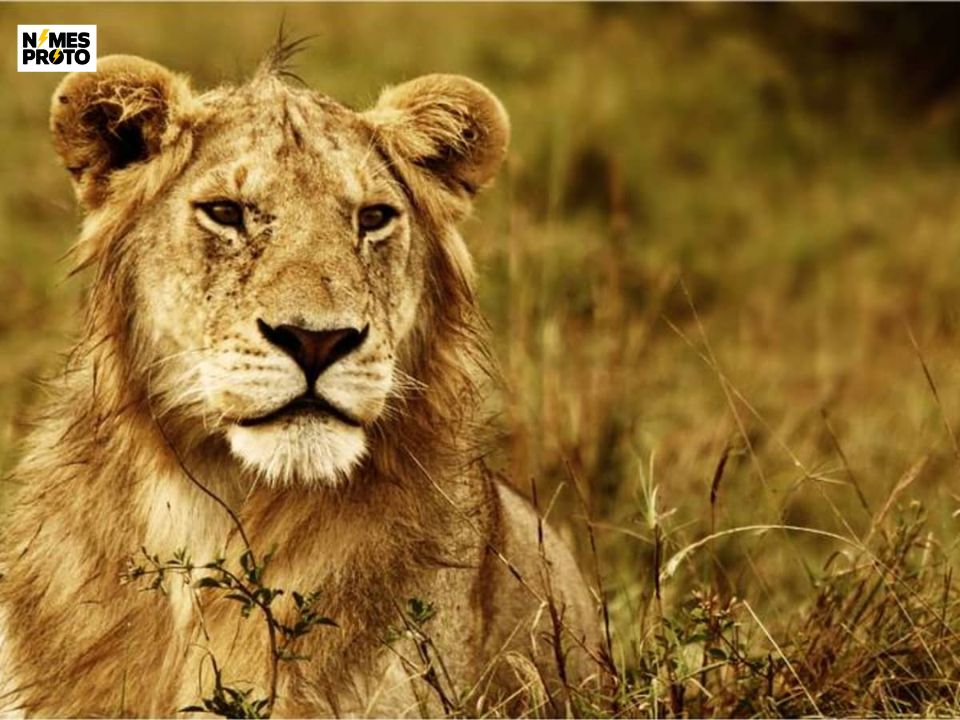 African Lion Names