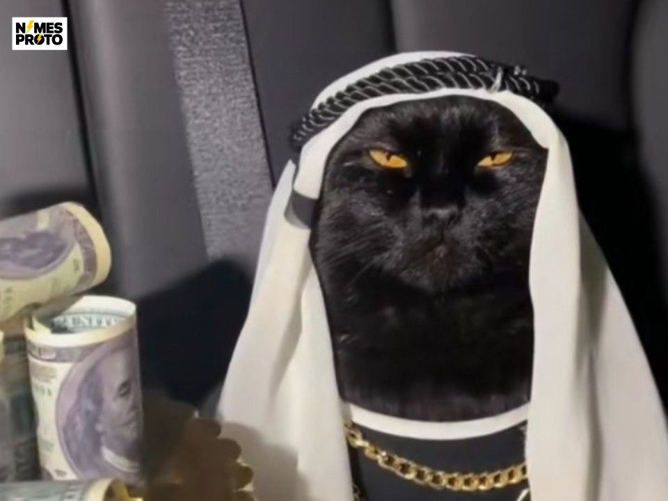 Arabic Black Cat Names