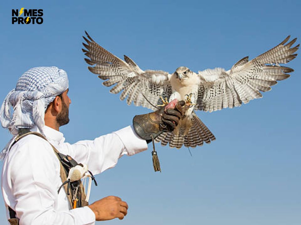 Arabic Falcon Names