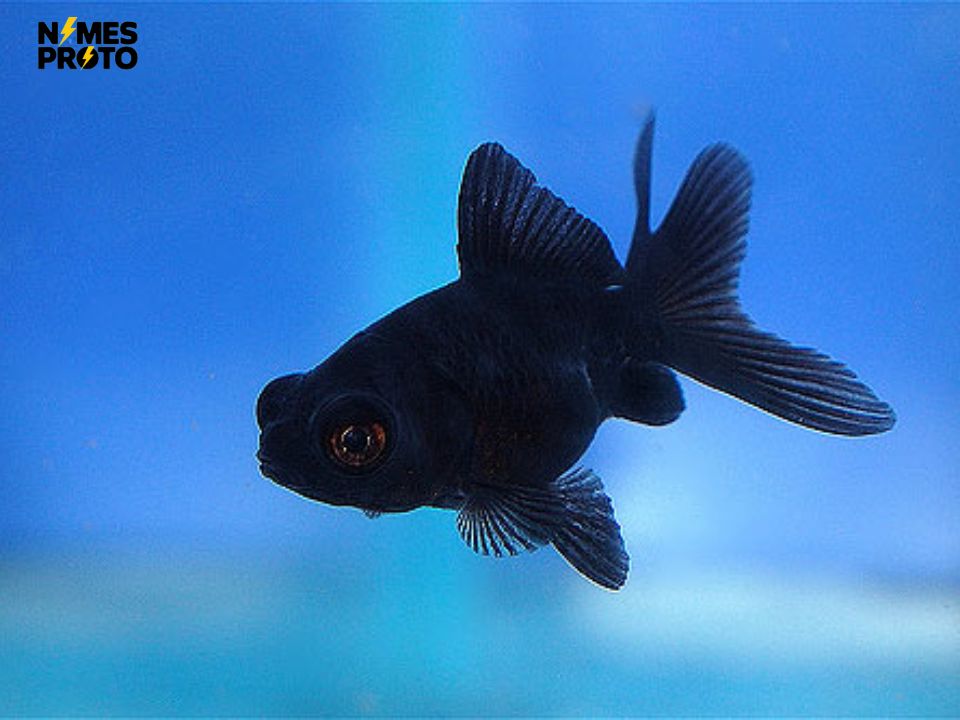 Baby Black Fish Names