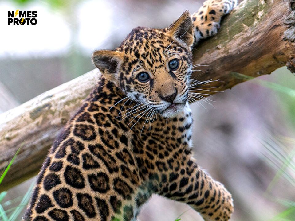 Baby Jaguar Names