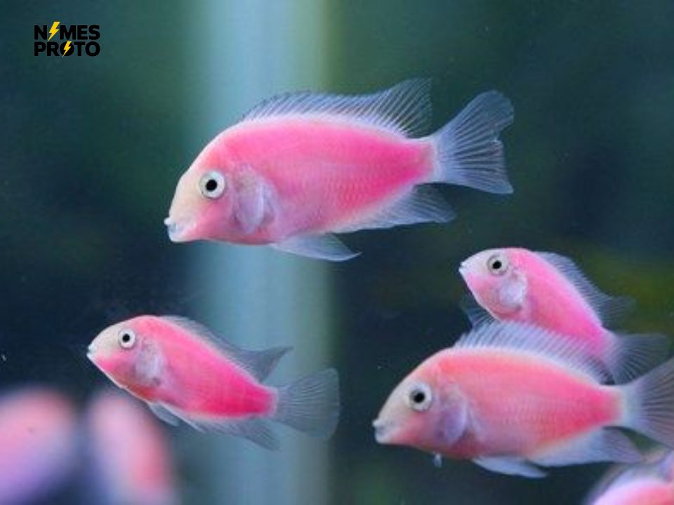 Baby Pink Fish Names