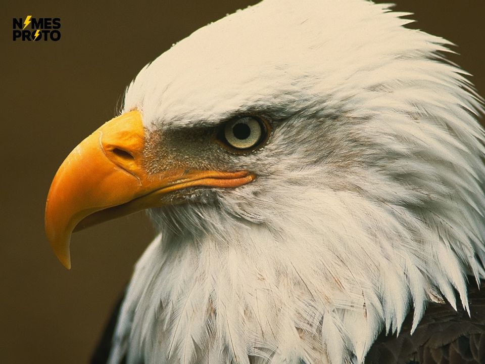 Bald Eagle Names