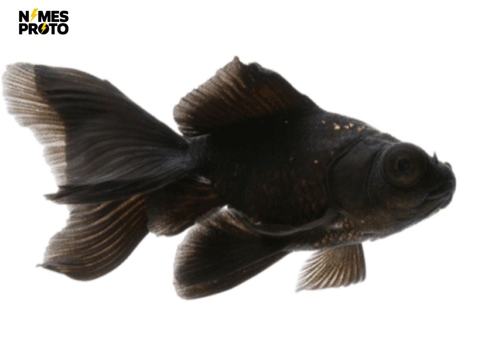 Best Black Fish Names