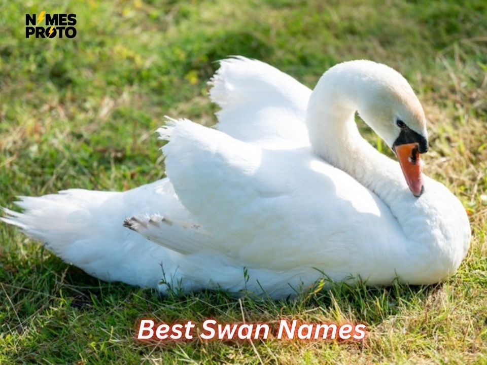 Best Swan Names