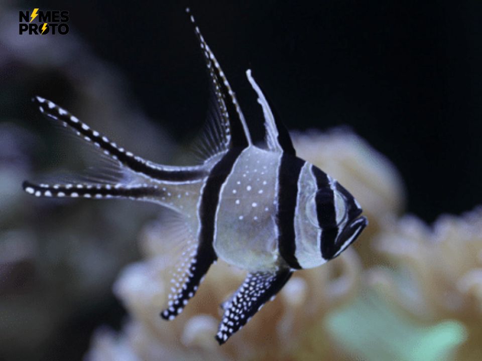 Cool Black Fish Names