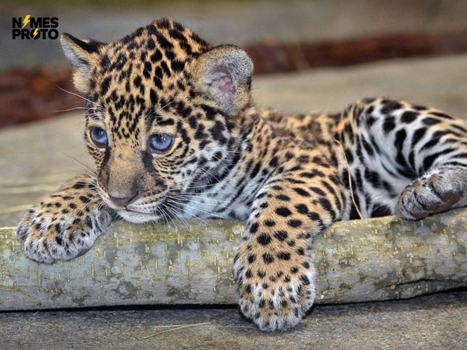 Cute Jaguar Names