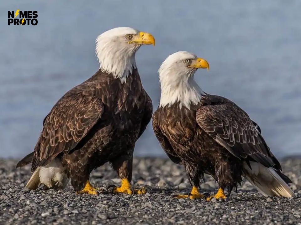 Female Eagle Names