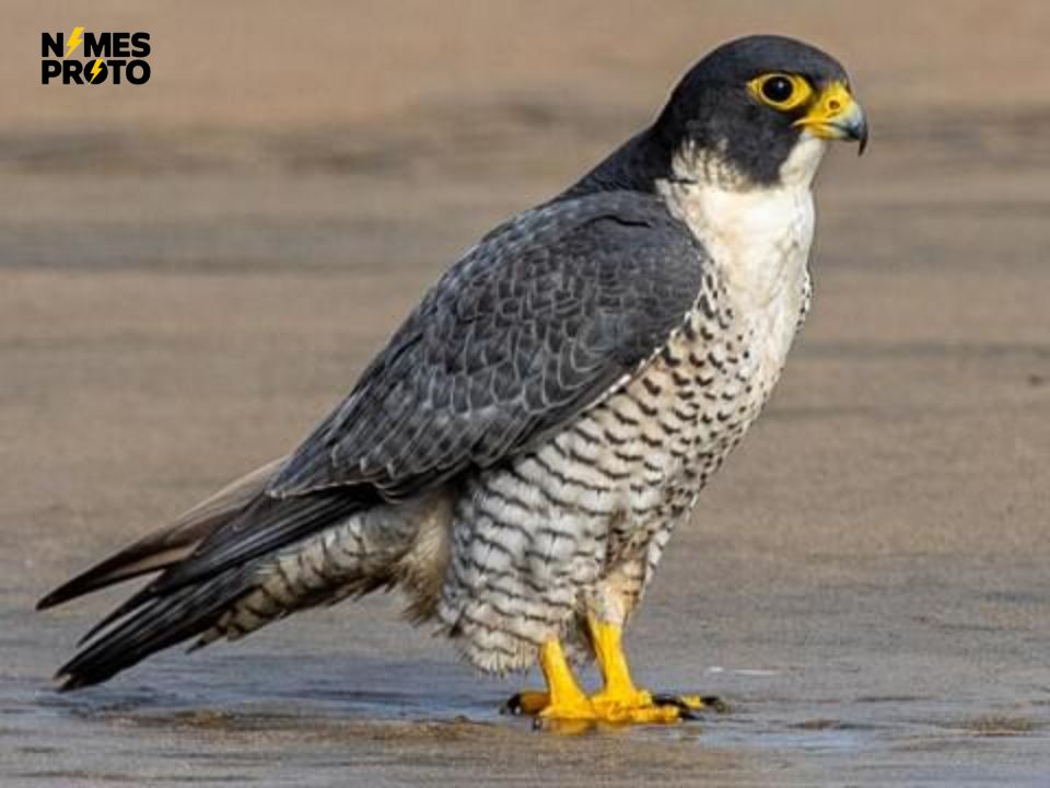 Female Falcon Names