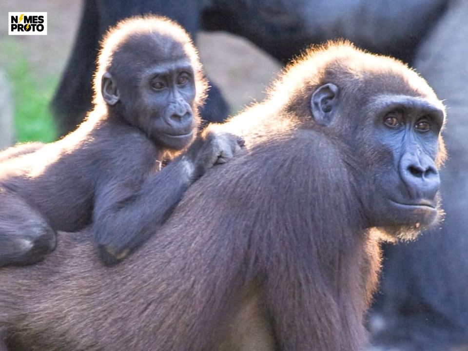 Female Gorilla Names