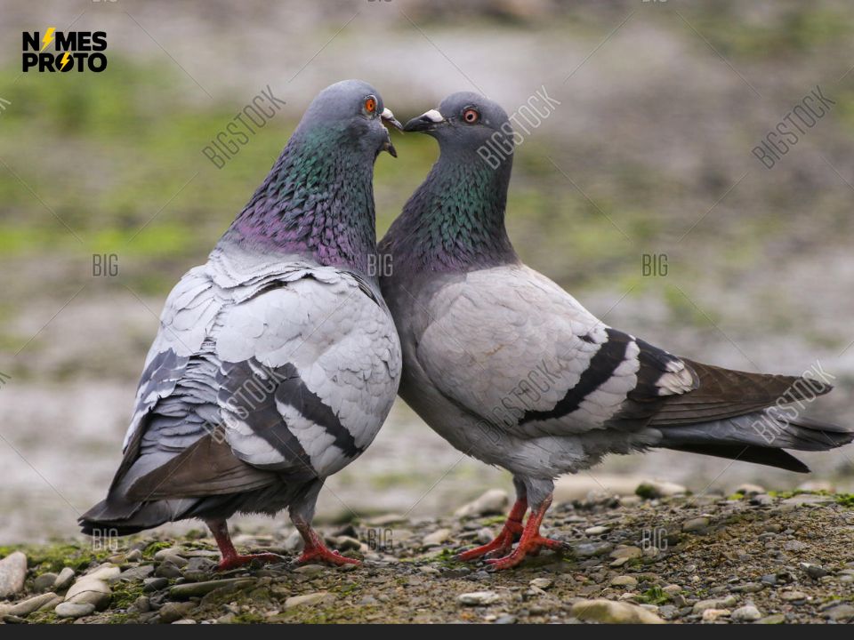 Female Pigeon Names