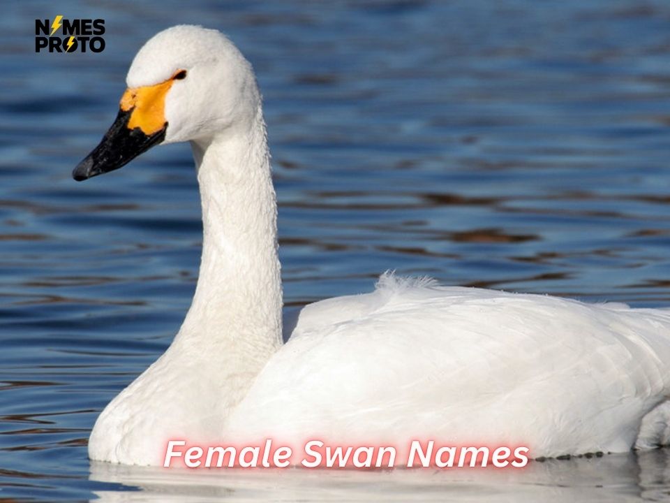 Female Swan Names