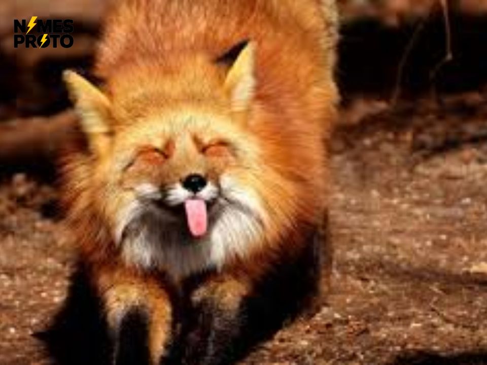 Funny Fox Names