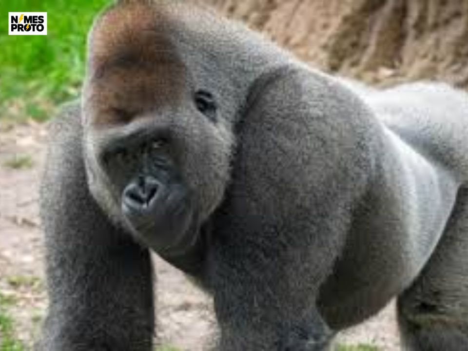 Zoo Gorilla Names