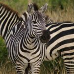 Catchy Zebra Names For Your Mixed Color Friend