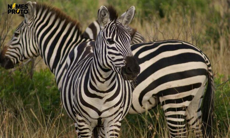 Catchy Zebra Names For Your Mixed Color Friend