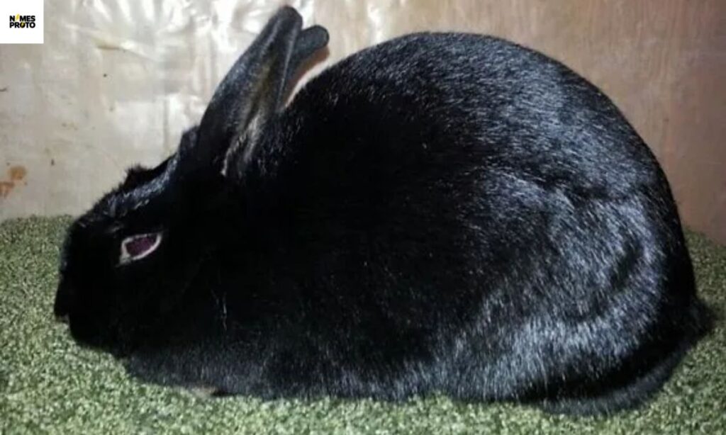 250+ Cute Black Rabbit Names For Your Cute Bunny