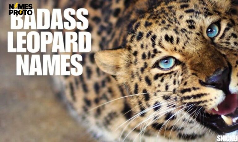 350+ Cool And Badass Leopard Names