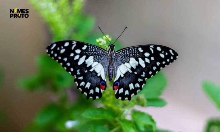 350+ Cute And Catchy Butterfly Names 