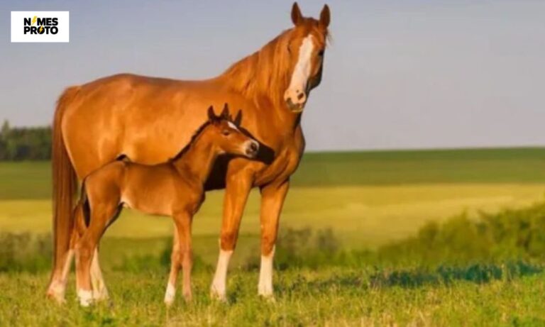 400+ Best Brown Horse Names (Cool And Catchy Ideas)