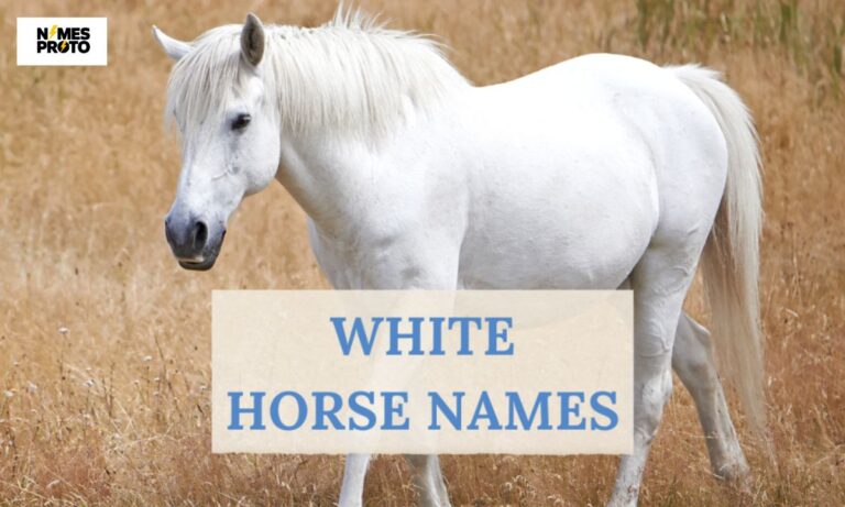 400+ Best White Horse Names (Cool And Catchy Ideas)