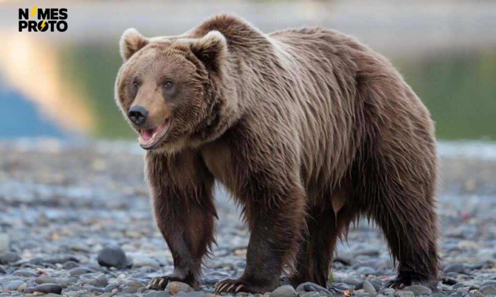 400+ Cool And Badass Bear Names 