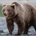 400+ Cool And Badass Bear Names 