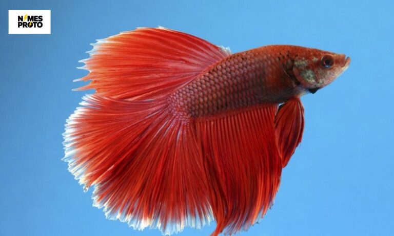 450 Cool And Catchy Red Fish Names With Name Generator