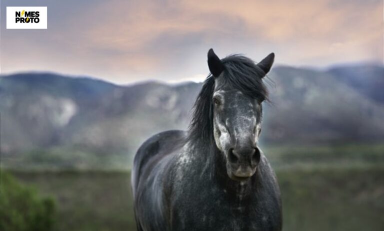 500+ Cool And Catchy Black Horse Names For Your Beautiful Horse