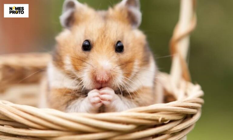 500+ Cute And Catchy Hamster Names With Generator