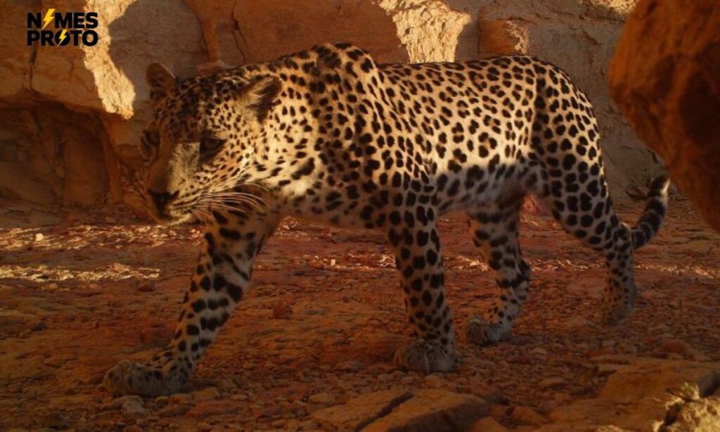 Arabian Leopard Names