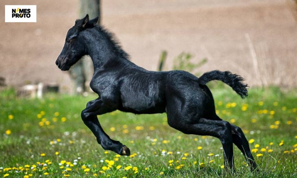 Baby Black Horse Names