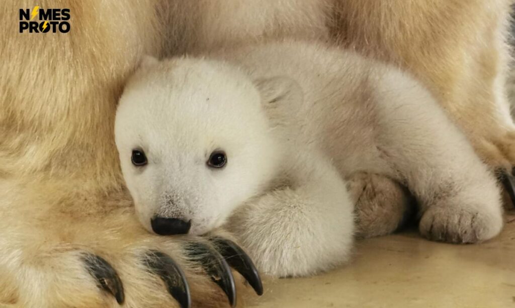 Baby Polar Bear Names