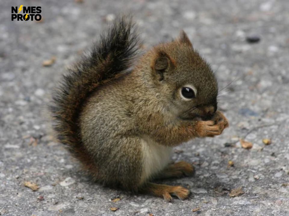 Baby Squirrel Names