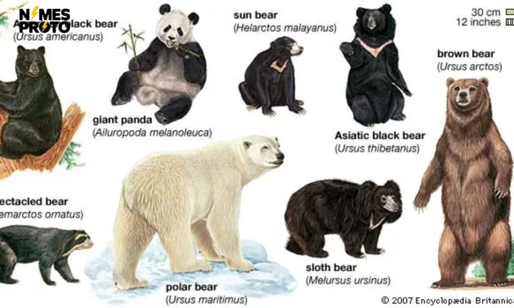 Bear Naming by Species