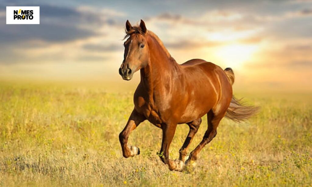  Best Brown Horse Names