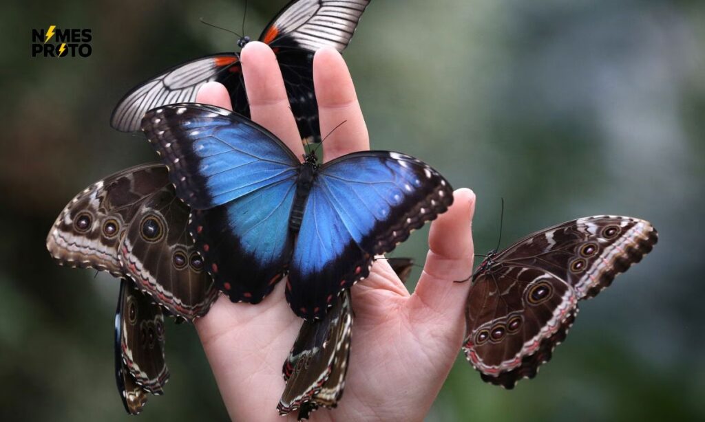 Best Butterfly Names