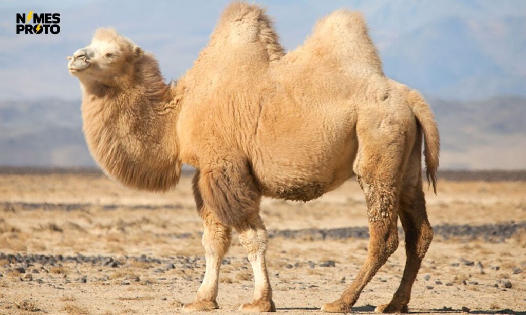 Best Camel Names