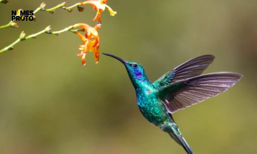 Best Hummingbird Names