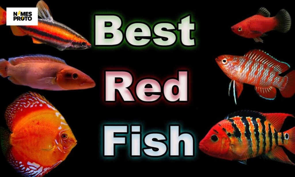 Best Red Fish Names