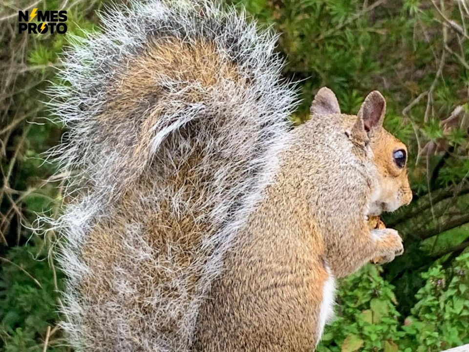 Best Squirrel Names