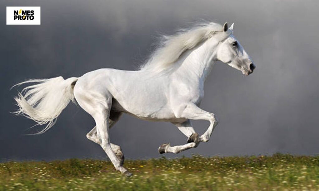 Best White Horse Names