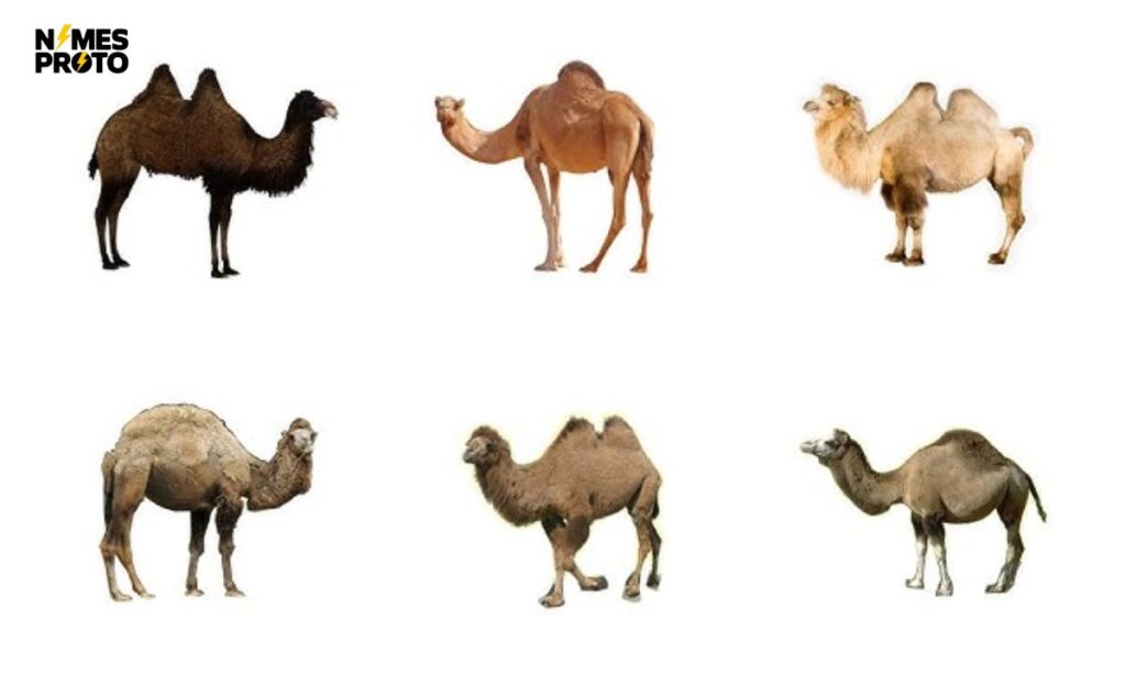 Camel Names in Other Languages