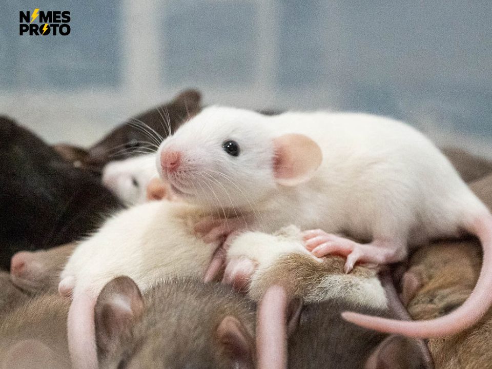 Color-Based Rat Names