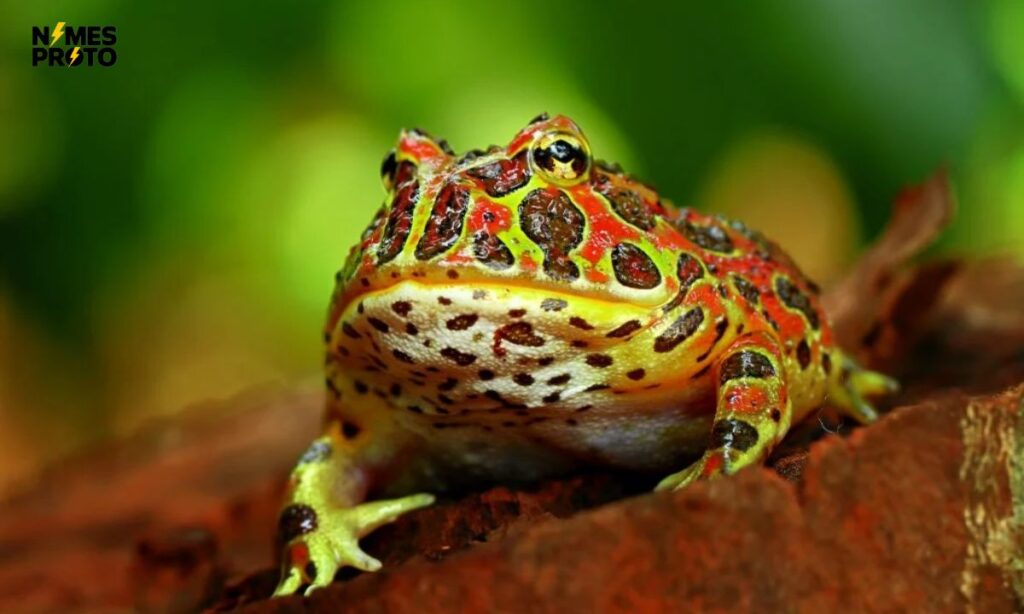 Color-Inspired Frog Names