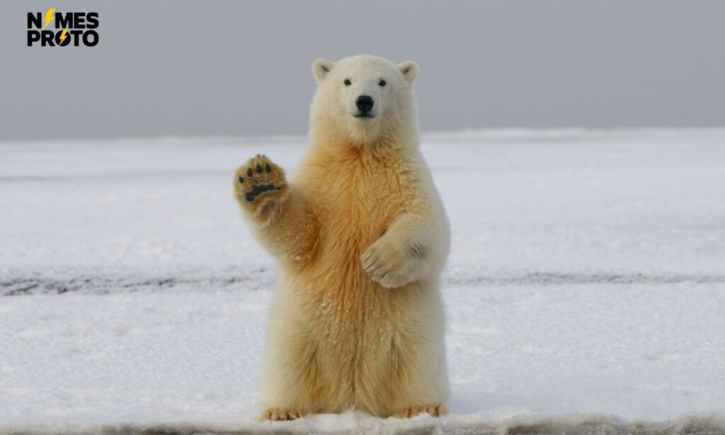 Cool Polar Bear Names