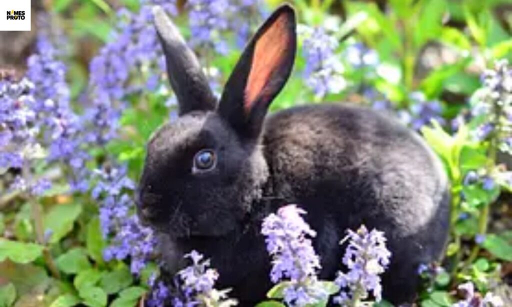 Cute Black Rabbit Names