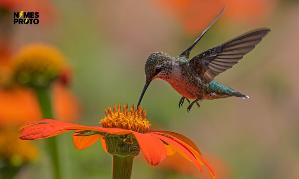 Cute Hummingbird Names