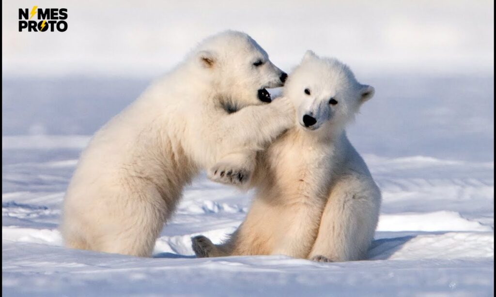 Cute Polar Bear Names