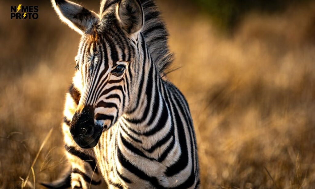 Cute Zebra Names